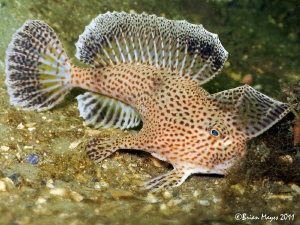 A handy little fish to find. by Brian Mayes 